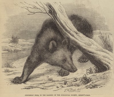 動物学園の庭園にあるサーカシアンベア、リージェンツパーク 作： Thomas W. Wood